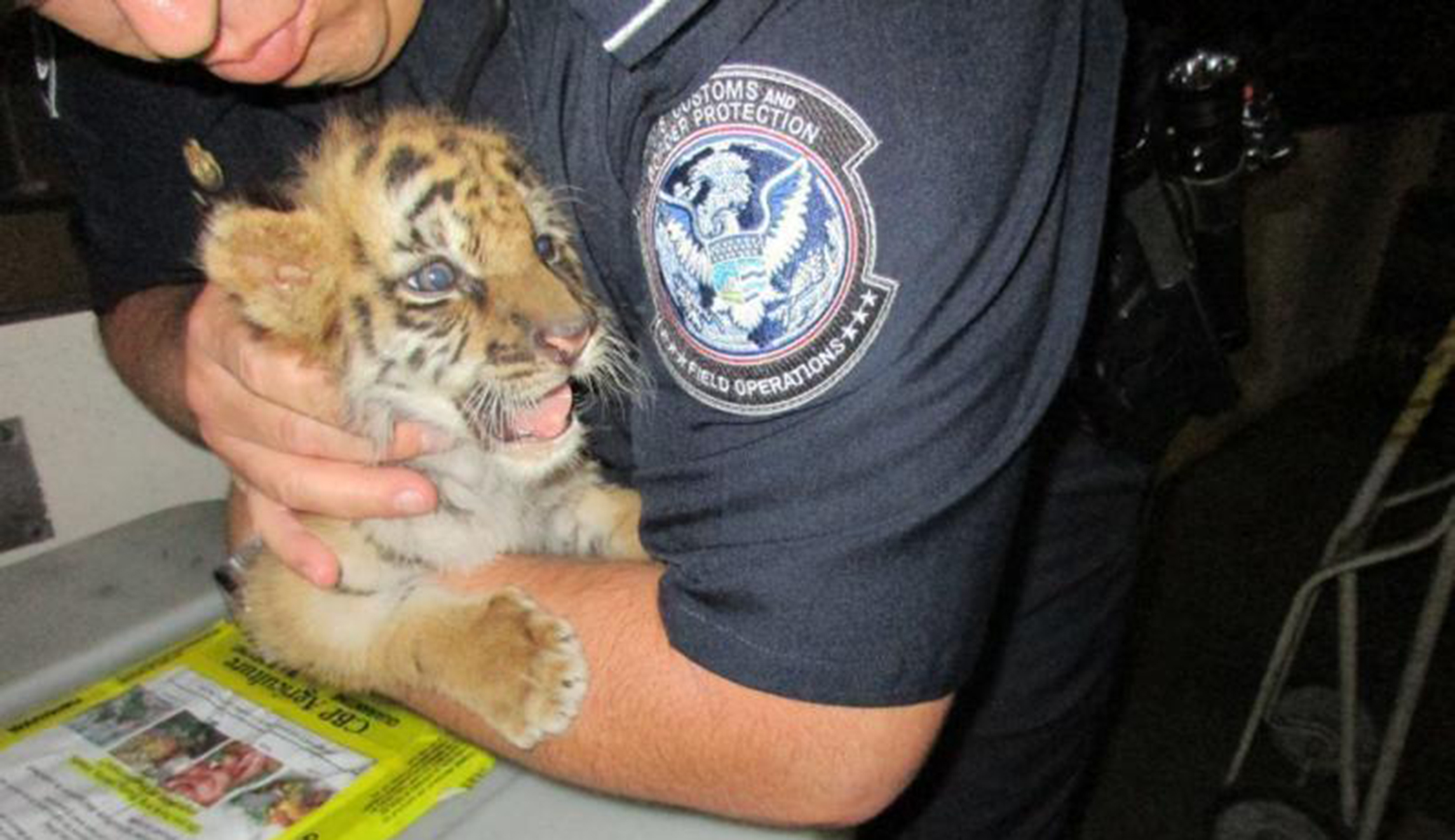 Border officers rescue tiger cub being smuggled from Mexico into California
