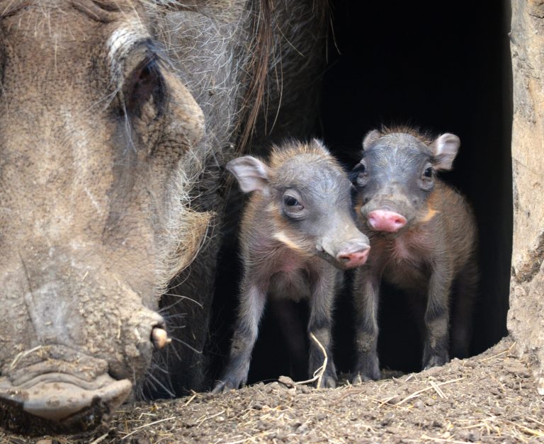 This June 17, 2014 photo provided by the San Antonio Zoo shows a pair of warthog piglets born Saturday, June 14, 2014 with their mom, 
