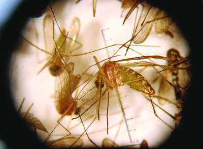 Mosquitoes infected with West Nile virus found in Virginia