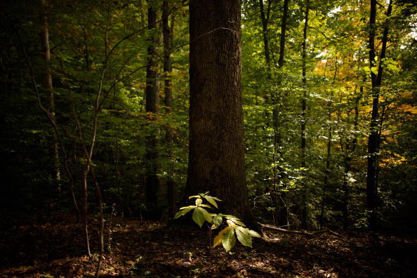 WASHINGTON - OCTOBER 18:  A sunlight cuts through the trees near the secluded part of Rock Creek Park where authorities say Ingmar Guandique murdered Federal Bureau of Prisons intern Chandra Levy in 2001 October 18, 2010 in Washington, DC. Guandique's trail begins today in Washington. Authorities say that based on jailhouse conversations and letter he had written, Ingmar Guandique, an illegal immigrant from El Salvador, attacked, raped and killed Levy in the DC park in 2001.  Levy, who had completed her internship and was about to return home to California, disappeared on May 1, 2001 and her skeletal remains were found near this wooded spot about a year later.  (Photo by Chip Somodevilla/Getty Images)