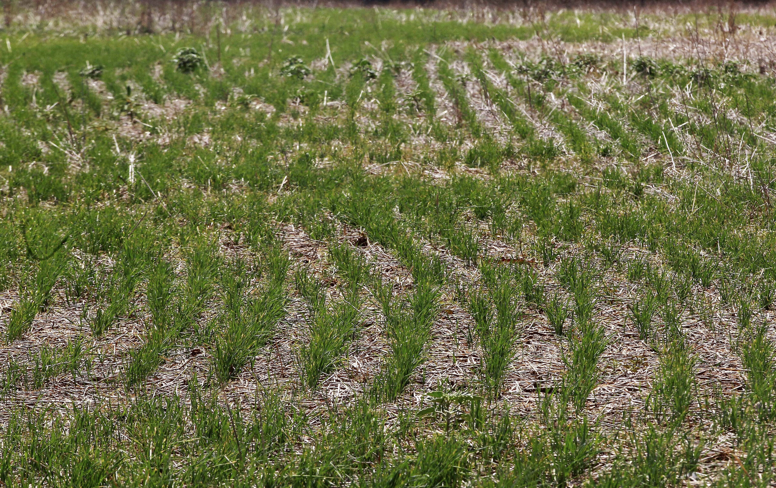 Oklahoma wheat crop worst in nearly half century