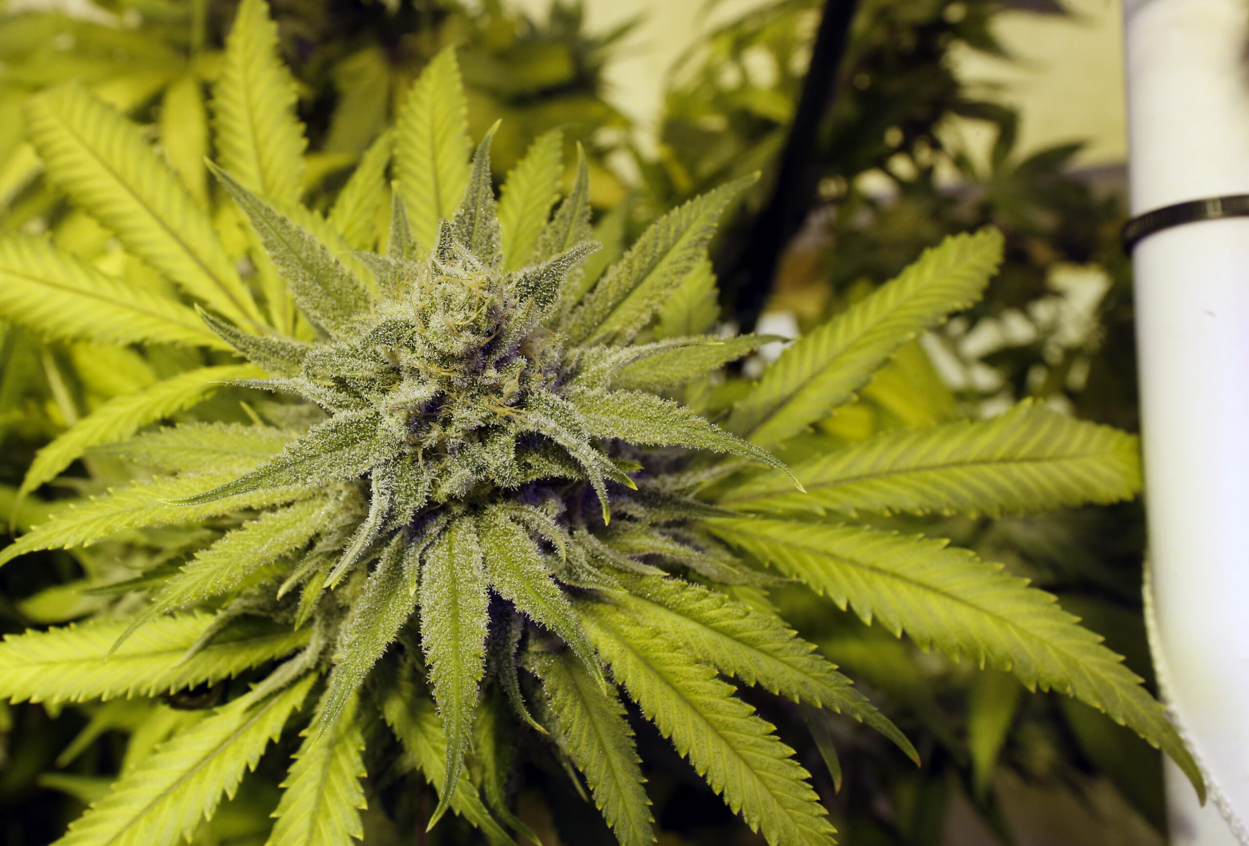 Inside the world of legal marijuana dispensaries in Colorado