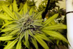 New Hampshire revisits plan to legalize cannabis