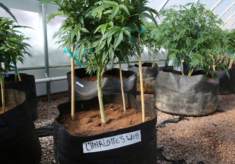 A special strain of medical marijuana known as Charlotte's Web grow inside a greenhouse in a remote spot in the mountains west of Colorado Springs, Colo. (AP/Brennan Linsley)