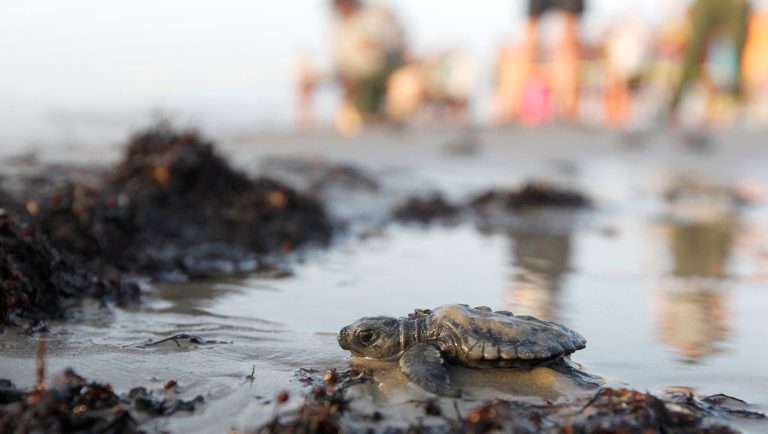 A Kemps ridley sea turtle makes its way to the Gulf of Mexico during the first sea turtle hatchling release of the season on Monday, June 16, 2014, at the Padre Island National Seashore near Corpus Christi, Texas. A total of 98 hatchlings were released from a nest discovered April 27. A total of 96 nests have been found on the Texas coast this year with 61 found at the seashore. (AP Photo/Corpus Christi Caller-Times, Rachel Denny Clow)  MANDATORY CREDIT; MAGS OUT; TV OUT