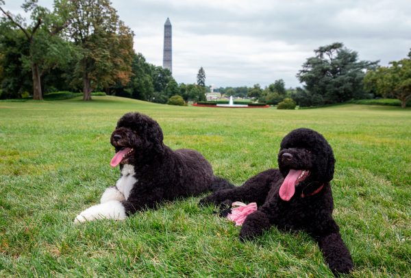 Obama: We’ve doubled the number of dogs in the White House in 2013
