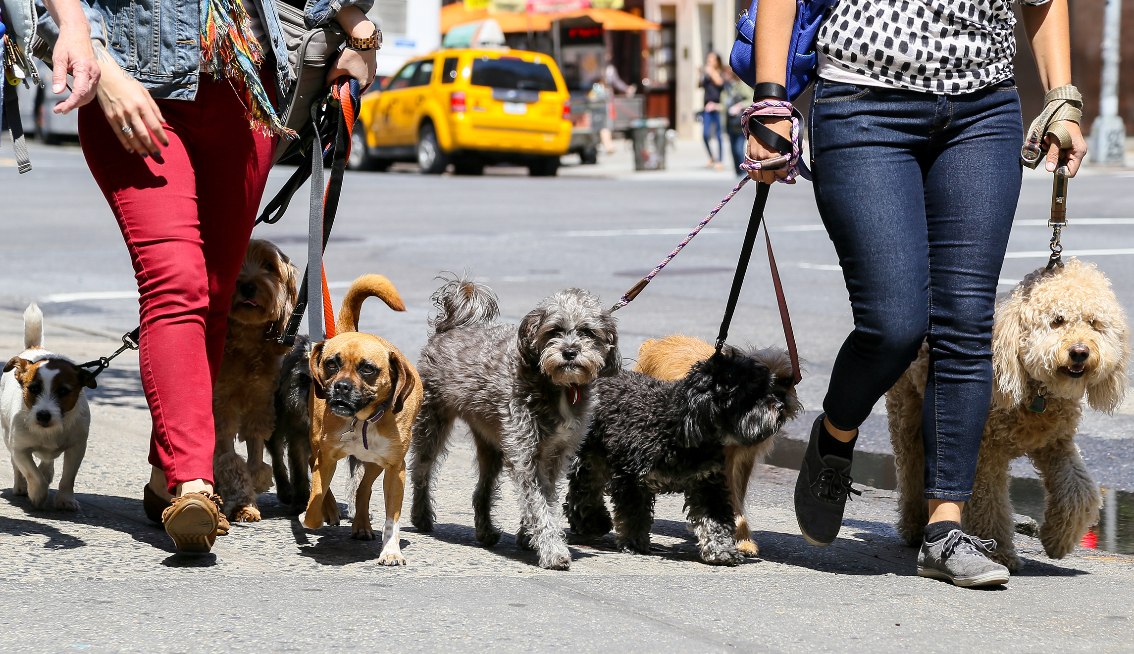 Why dogs are barking out against New York’s new ban on unlicensed dog-sitting