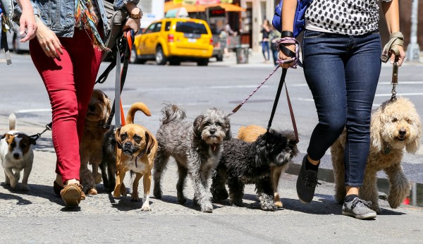 Why dogs are barking out against New York’s new ban on unlicensed dog-sitting