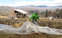 Genetically modified foods confuse consumers