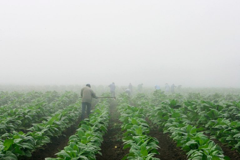 FILE - Farm workers make their way across a field shrouded in fog as they hoe weeds from a burley tobacco crop near Warsaw, Ky., early in this Thursday, July 10, 2008 file photo. You may have to be at least 18 to buy cigarettes in the U.S., but children as young as 7 are working long hours in fields harvesting nicotine- and pesticide-laced tobacco leaves under sometimes hazardous and sweltering conditions, according to a report released Wednesday May 14, 2014 by  Human Rights Watch. (AP Photo/Ed Reinke, File)