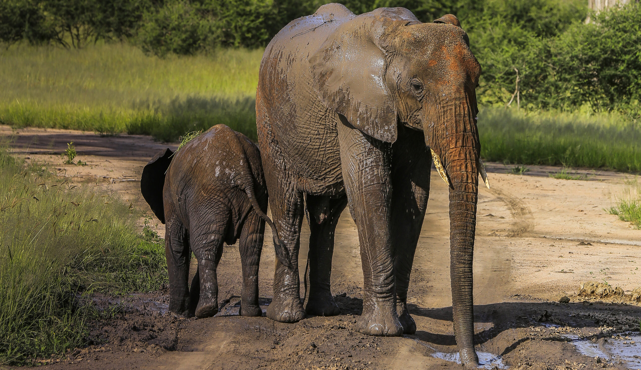 Photos of emaciated elephant reportedly being used in Sri Lankan festival stoke anger