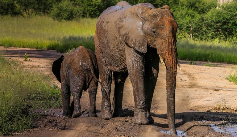 An adult elephant and a baby elephant 