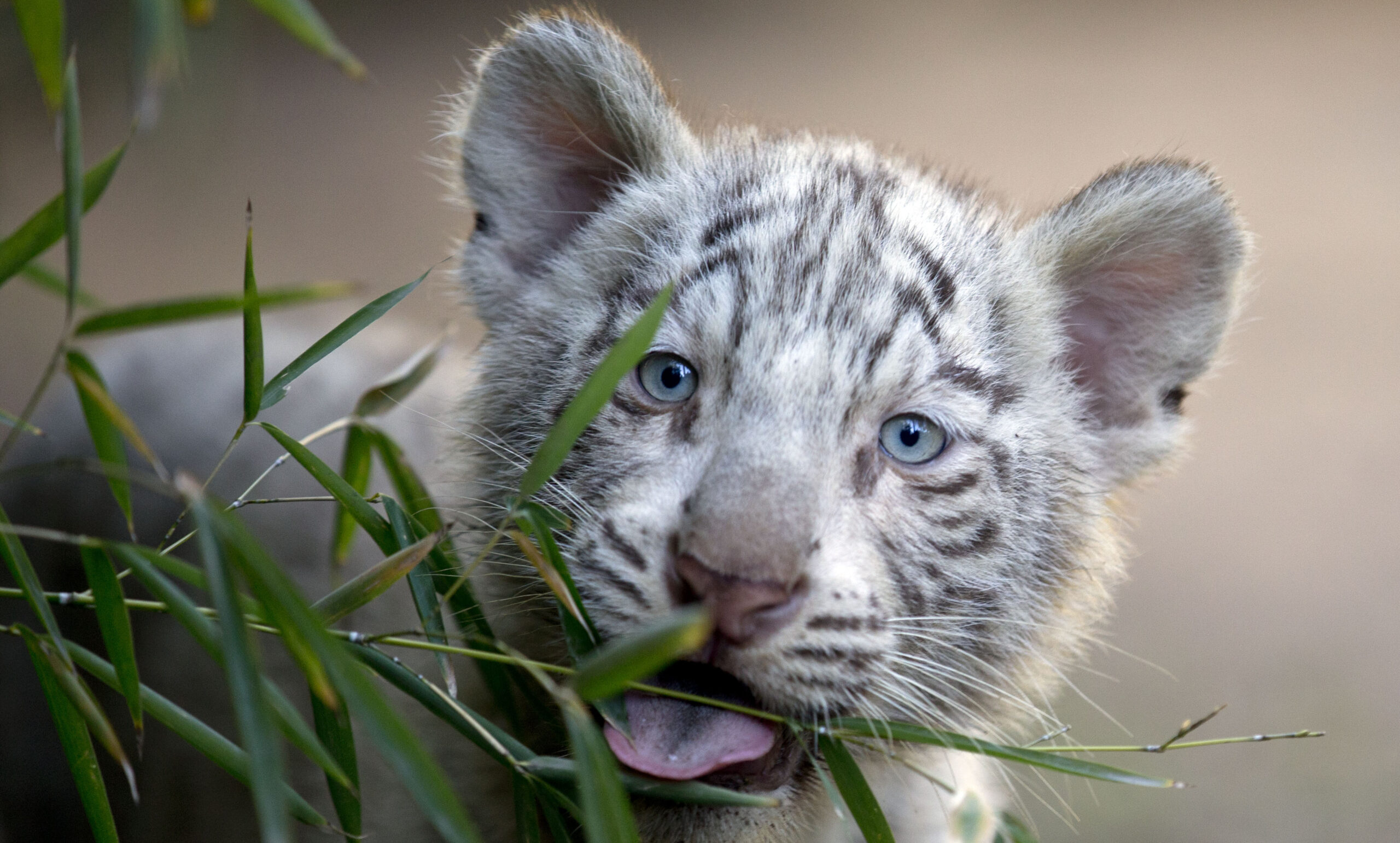 Argentine zoo shows off white tiger triplets
