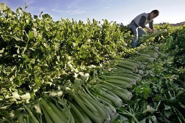 Guest-worker programs are anti-market