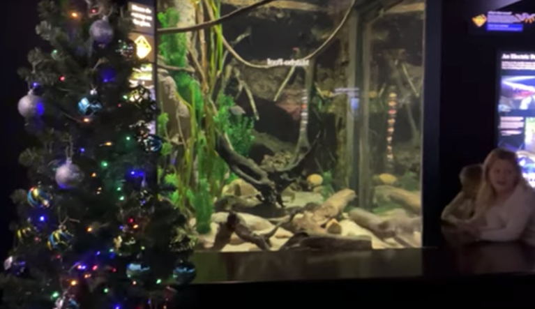 WATCH: Eel powers Christmas tree lights at Tennessee Aquarium in electrifying display