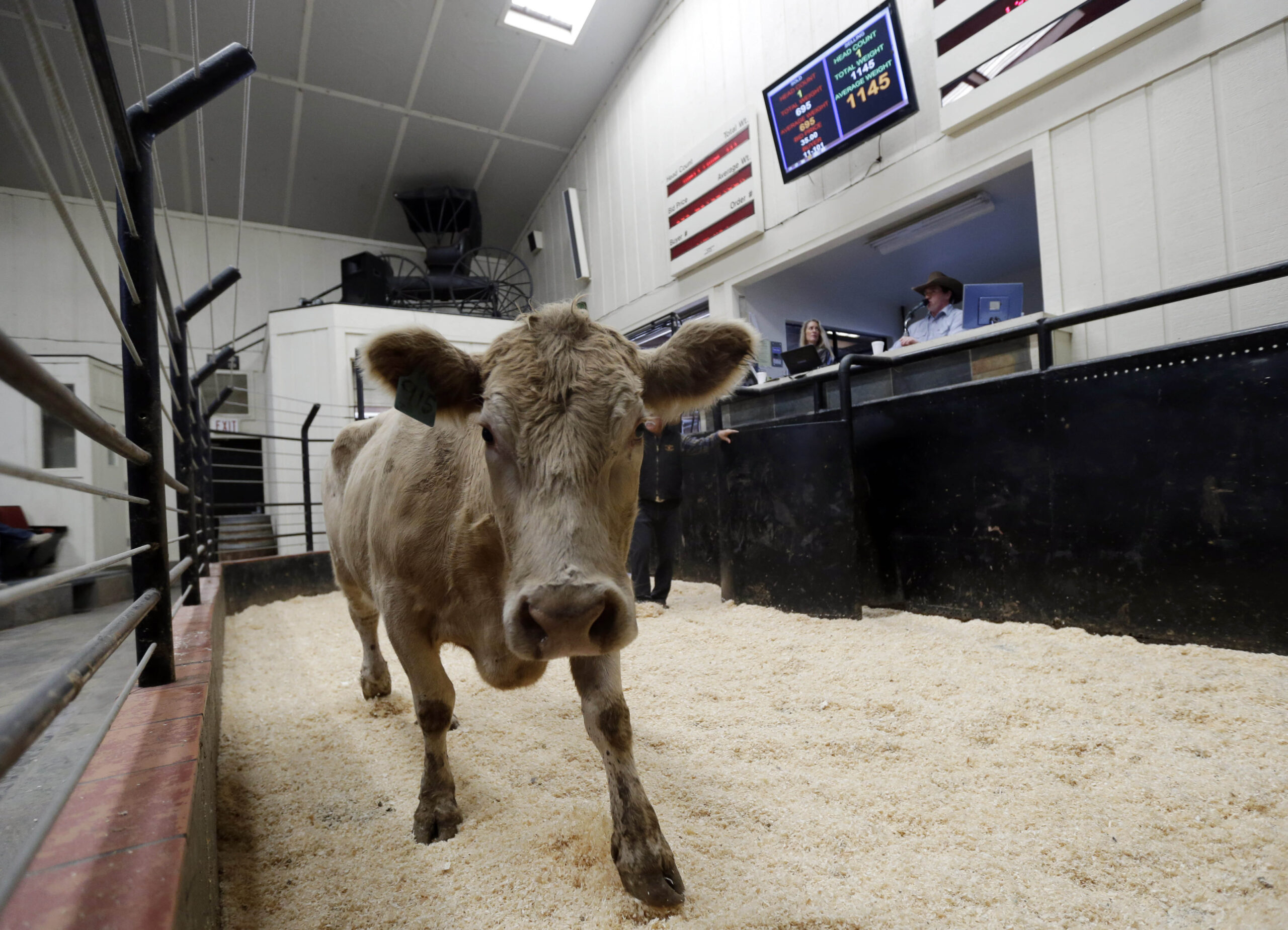 California drought has ranchers selling cattle