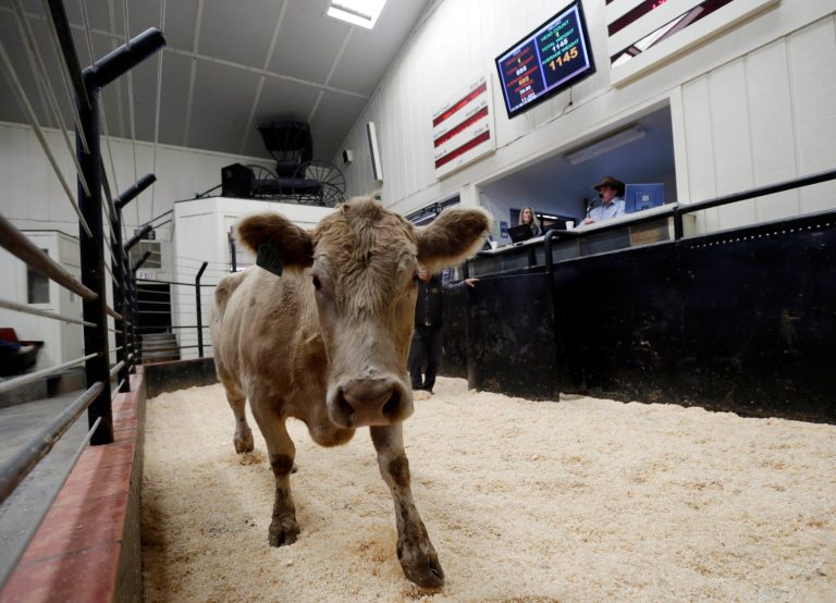 In this Tuesday Jan. 14, 2014 photo, a calf is presented at an auction at the 101 Livestock Market in Aromas, Calif. California's worsening drought is forcing many ranchers to sell their cattle and other livestock because their pastures are too dry to feed them and it's getting too expensive to buy hay and other supplemental feed. California only got a fraction of its normal rainfall last year, leaving reservoirs and groundwater levels at record lows and prompting many cities to cut water usage. (AP Photo/Marcio Jose Sanchez)