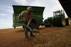 Peanut farmers deal with fallout from salmonella