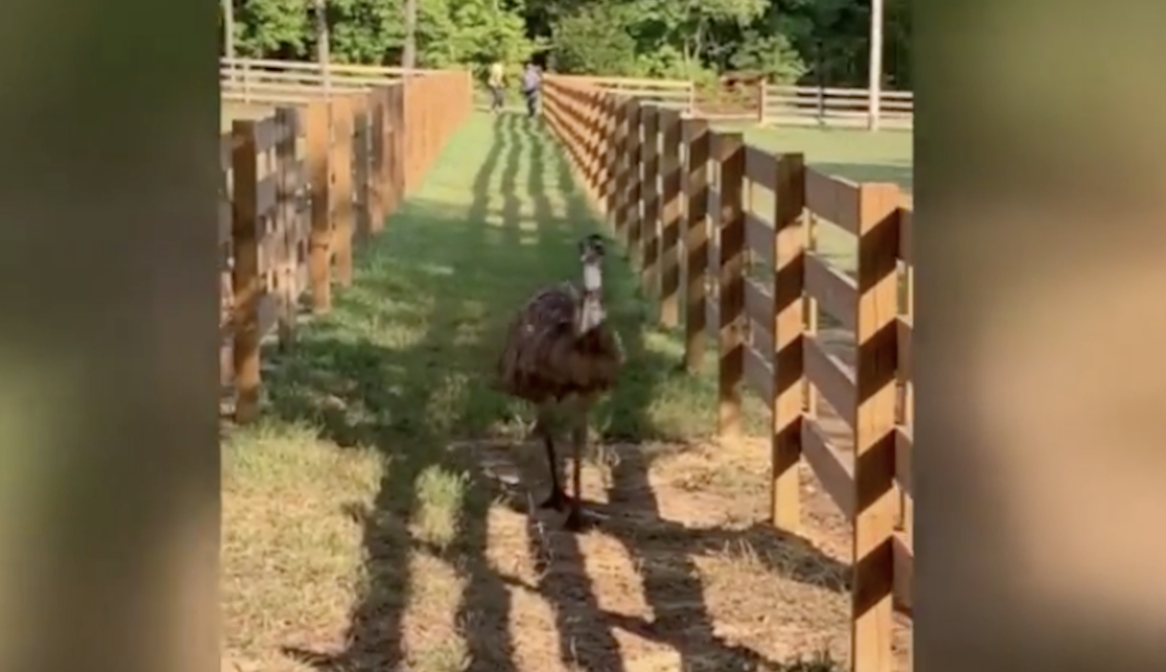 ‘Everyone is devastated’: Wild emu on the lam dies during attempted capture