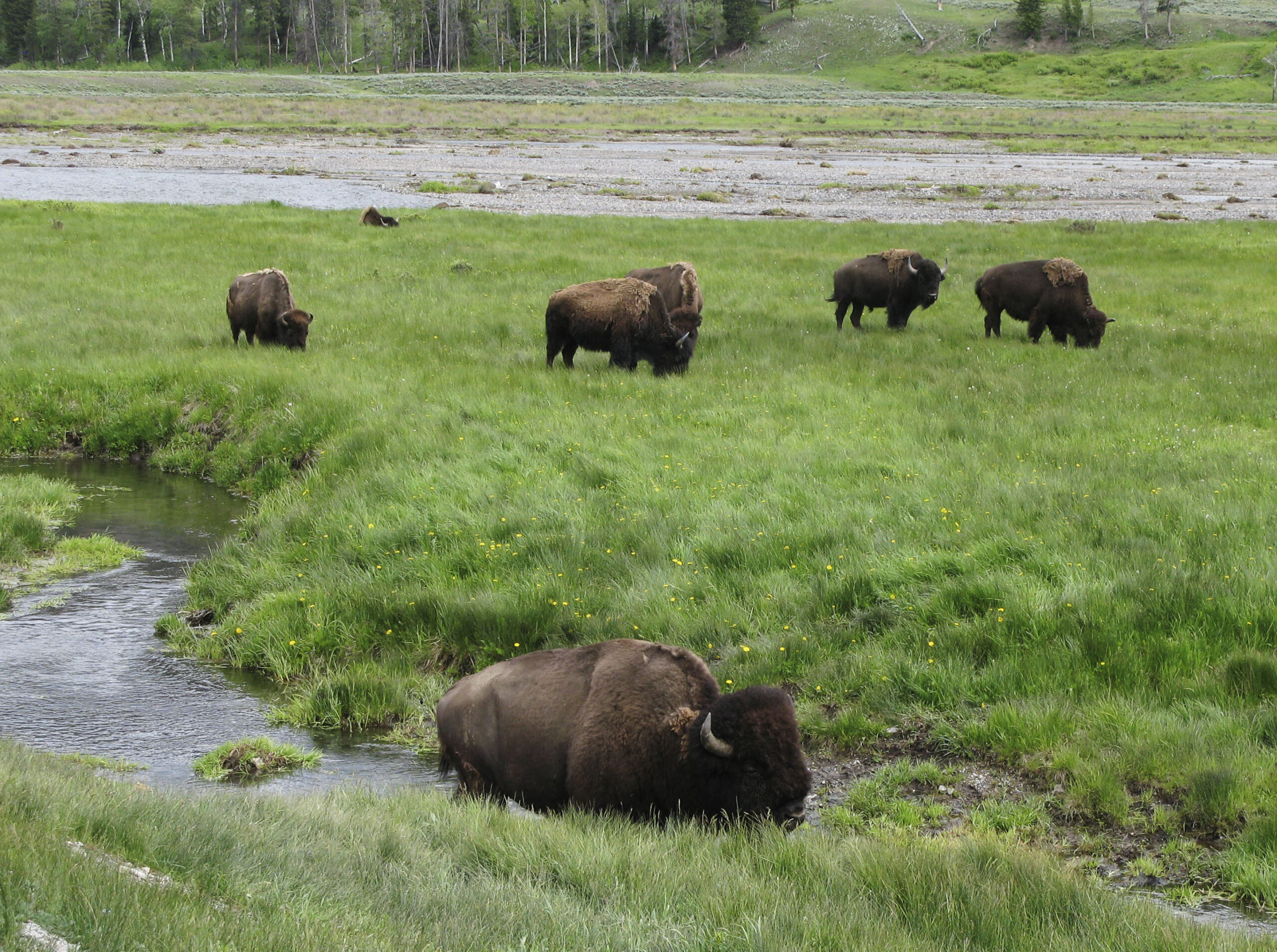 Yellowstone considers quarantine program for bison