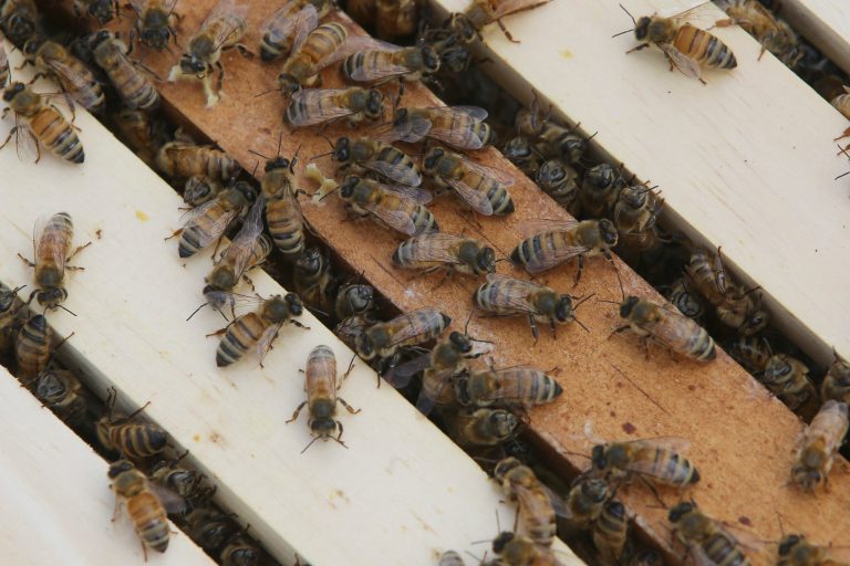 Court rips EPA for approving Dow insecticide linked to honeybee deaths