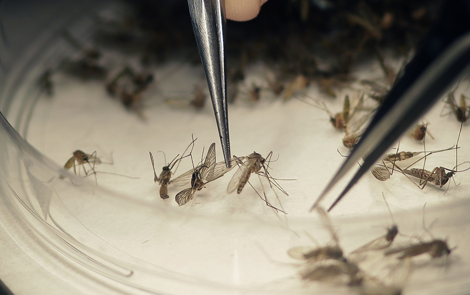 Zika spreads to Texas