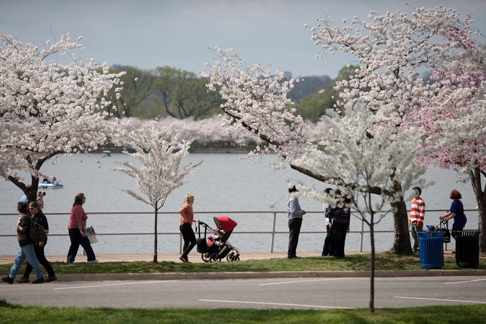In bloom: Cherry Blossom Fest celebrates 100 years