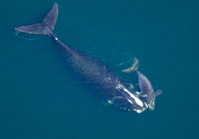 In this Feb. 2009 photo provided by the New England Aquarium, a North Atlantic right whale swims with her calf in the Atlantic Ocean off the coast of the United States near the border between Florida and Georgia. The Obama Administration is opening the Eastern Seaboard to offshore oil exploration for the first time in decades. The announcement made Friday, July 18, 2014, also approved the use of sonic cannons to map the ocean floor identifying new oil and gas deposits in federal waters from Florida to Delaware. The sonic cannons pose real dangers for whales, fish and sea turtles.(AP Photo/New England Aquarium) ** NO SALES **