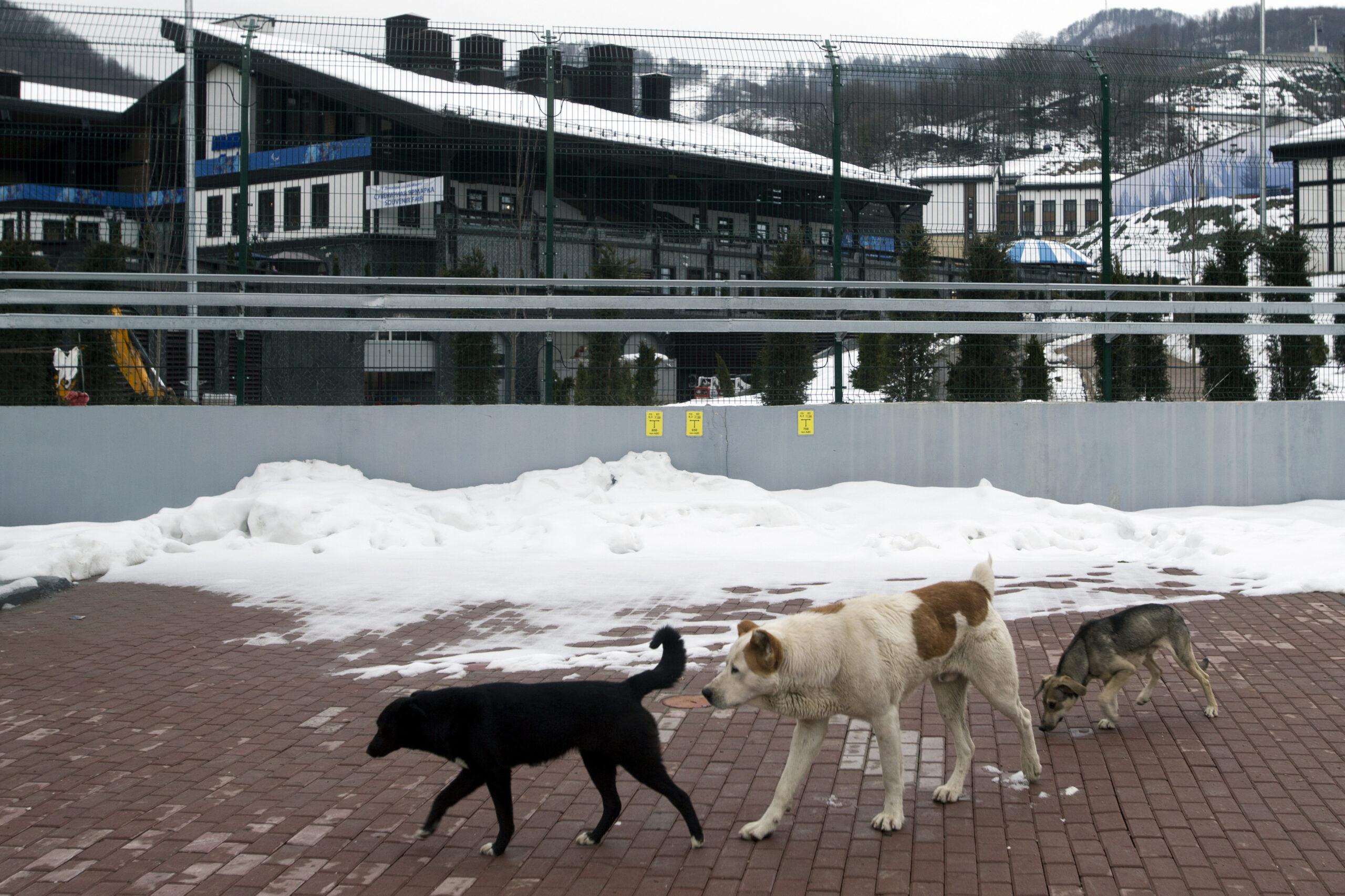 Sochi city hall orders killing of stray dogs