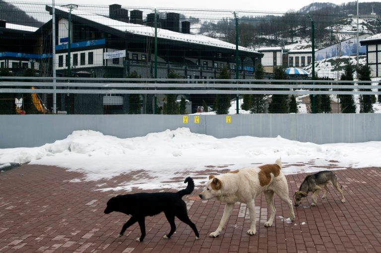 Stray dogs sit outside the Rosa Khutor Extreme Park course, a venue for the snowboarding and freestyle competitions of the 2014 Winter Olympics, in Sochi, Russia, Monday, Feb. 3, 2014.  A pest control company which has been killing stray dogs in Sochi for years told The Associated Press on Monday that it has a contract to exterminate more of the animals throughout the Olympics. (AP Photo/Pavel Golovkin)