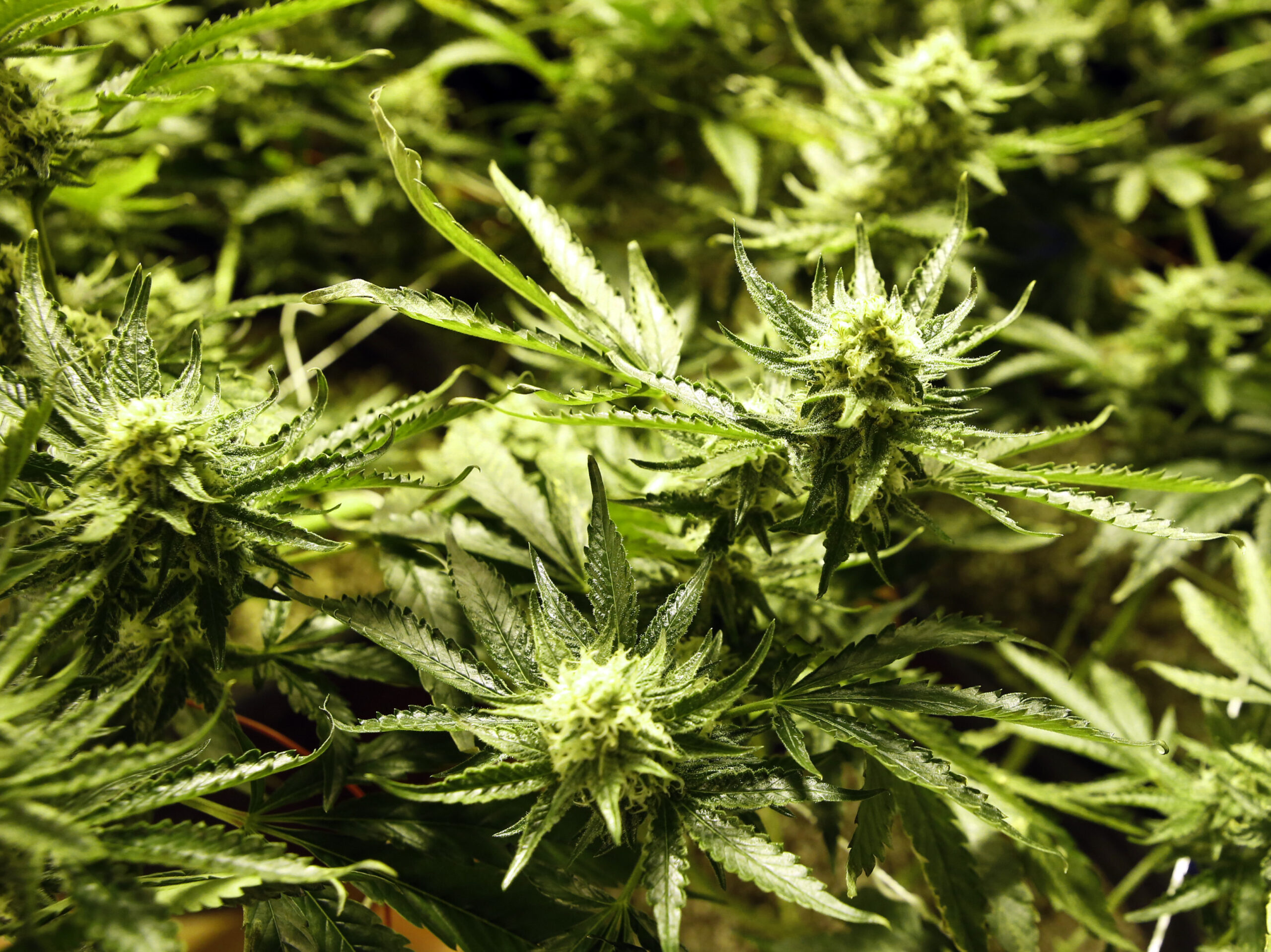 Poll: Nationwide marijuana legalization inevitable