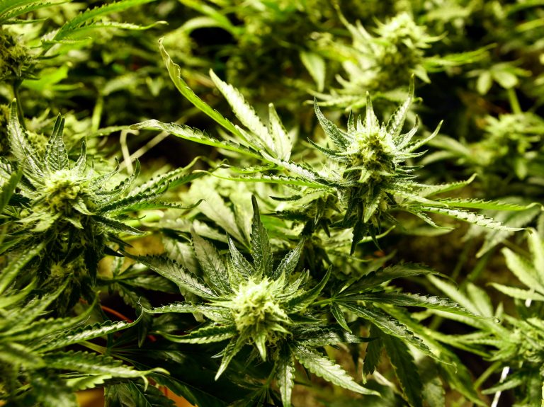 Marijuana matures at the Medicine Man dispensary and grow operation in northeast Denver. (AP Photo/Ed Andrieski, File)
