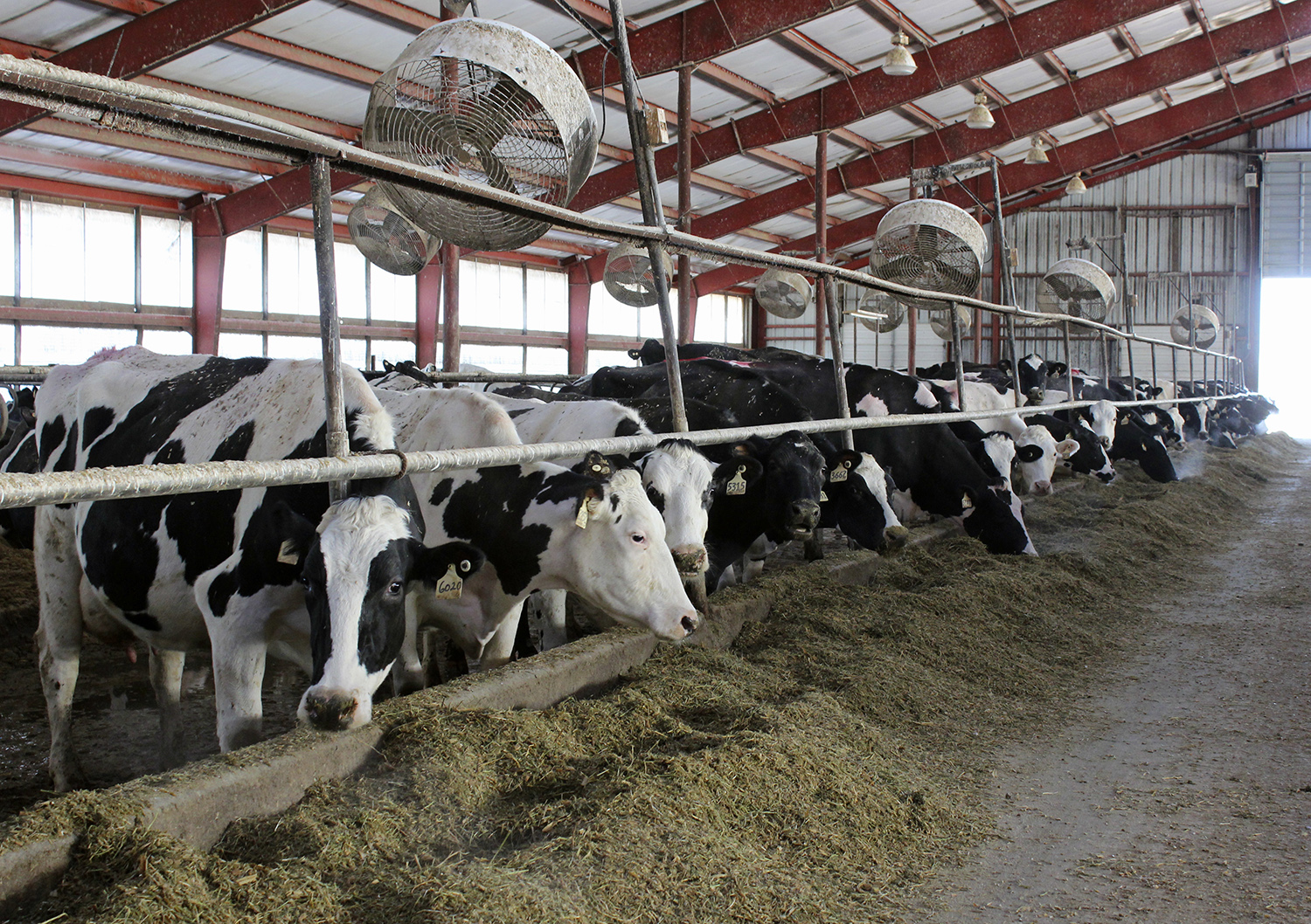 Gas tax: New Zealand proposes plan to charge farmers for livestock burps