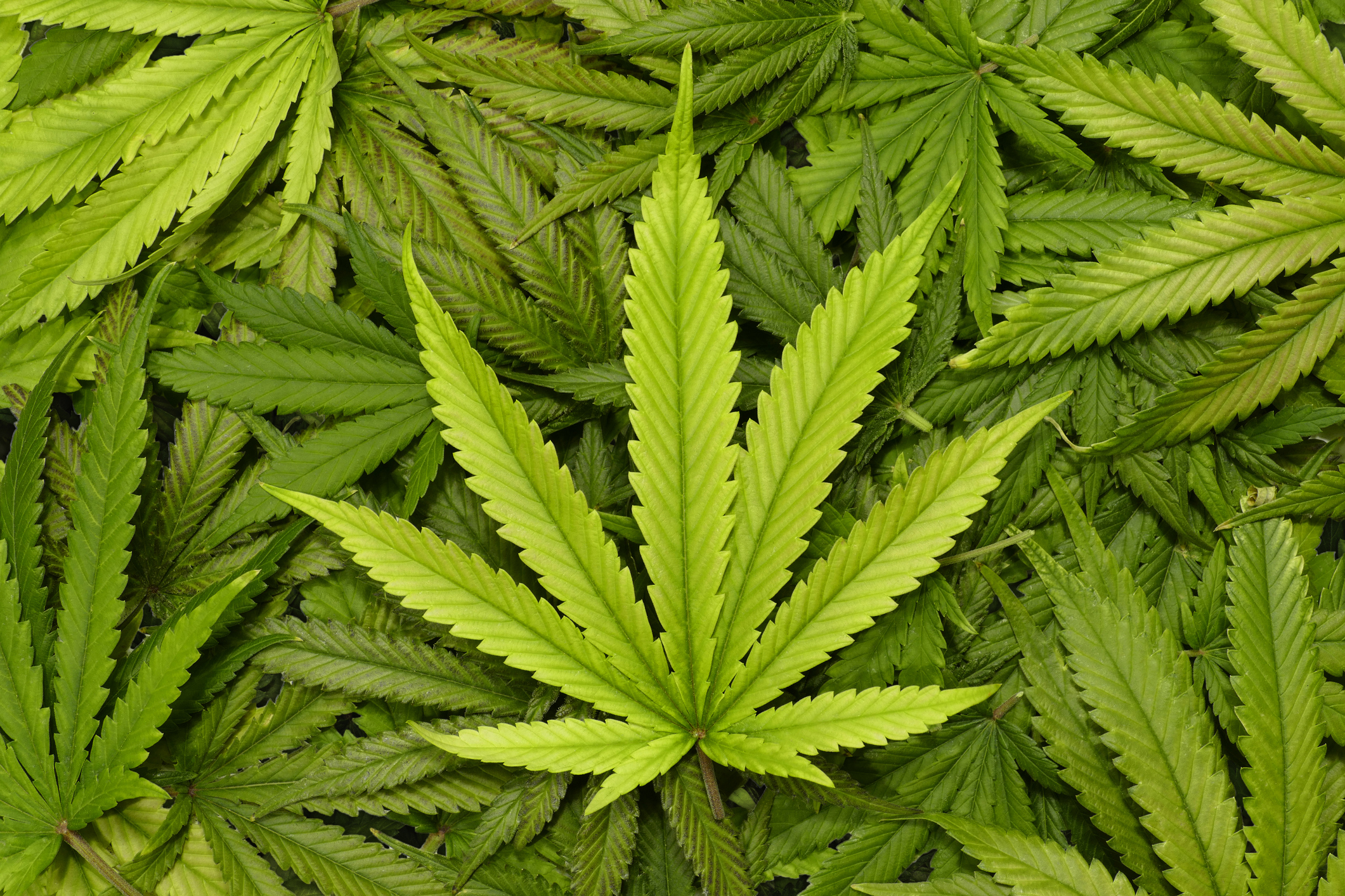Teen pot use hits new low amid turmoil for legalization backers