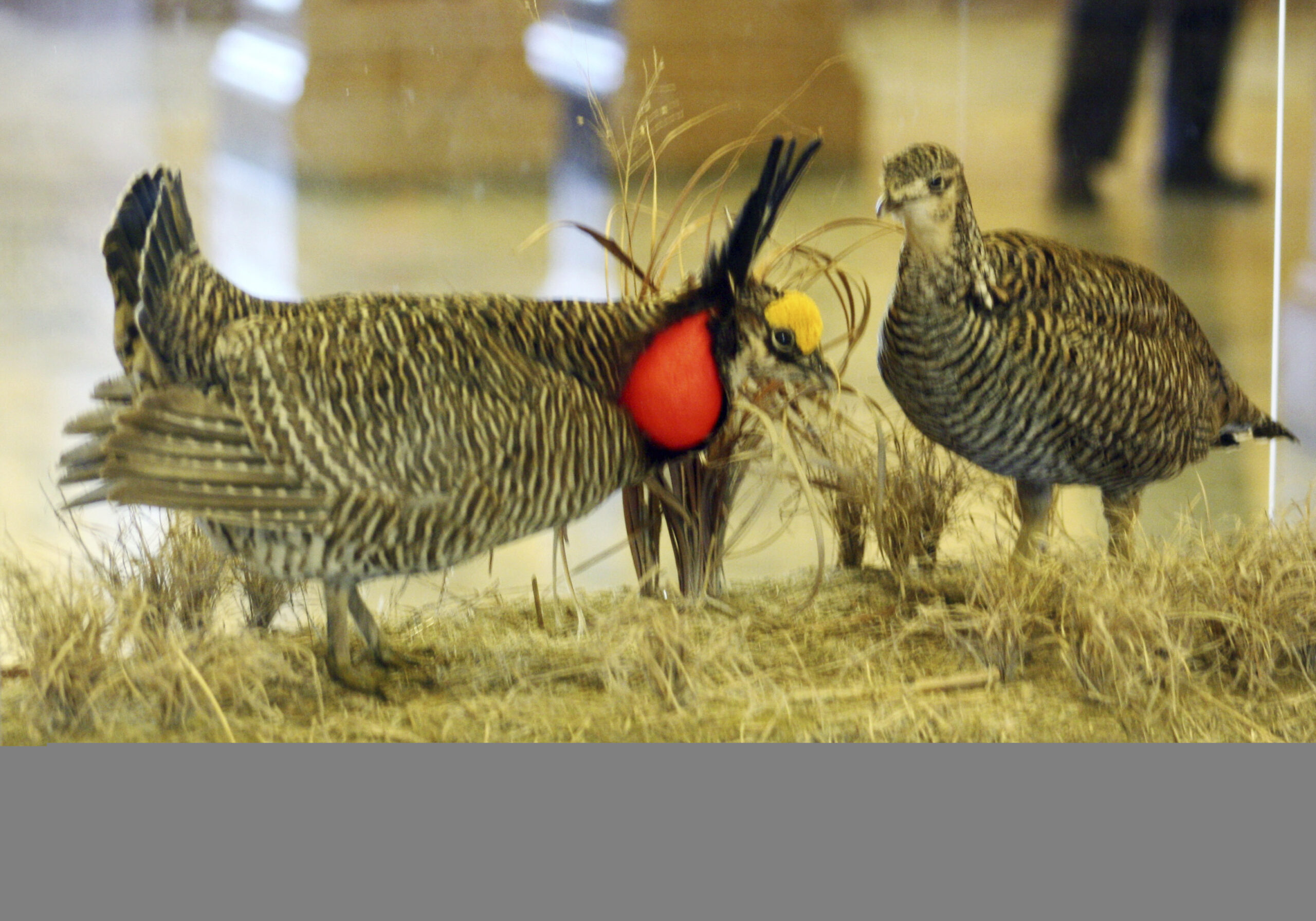 Prairie chickens fly from Kansas to Illinois — in state aircraft, at $1,000 a bird