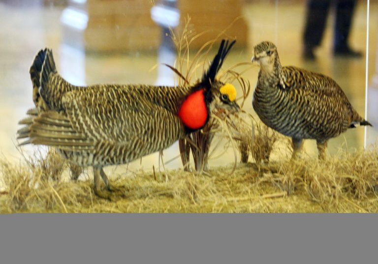 Prairie chickens are an endangered species. (AP Photo)