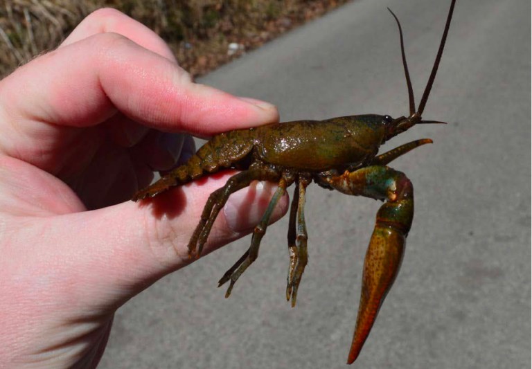 One type of crayfish in Appalachia will be listed as endangered and another, the Big Sandy (pictured above), threatened. (Zachary Loughman, West Liberty University, via the U.S. Fish and Wildlife Service)