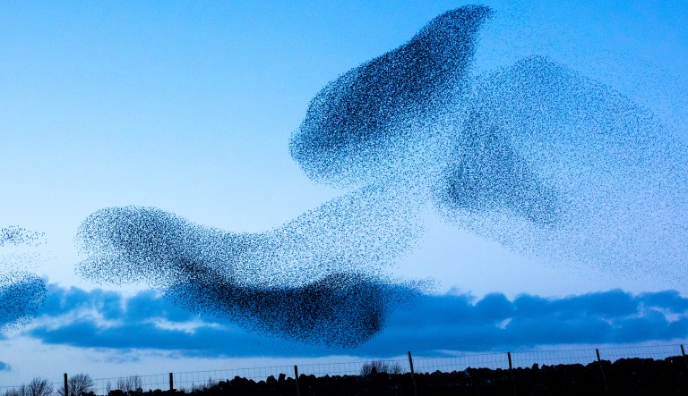 Starlings gather in huge flocks to pass winter by roosting together. We're talking thousands upon thousands of birds all hunkered down in one place at one time. (iStock)