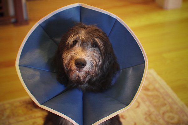 Prufrock: The Myth of Dog Shame, the Oxfam Scandal, and How to Talk Like Trump