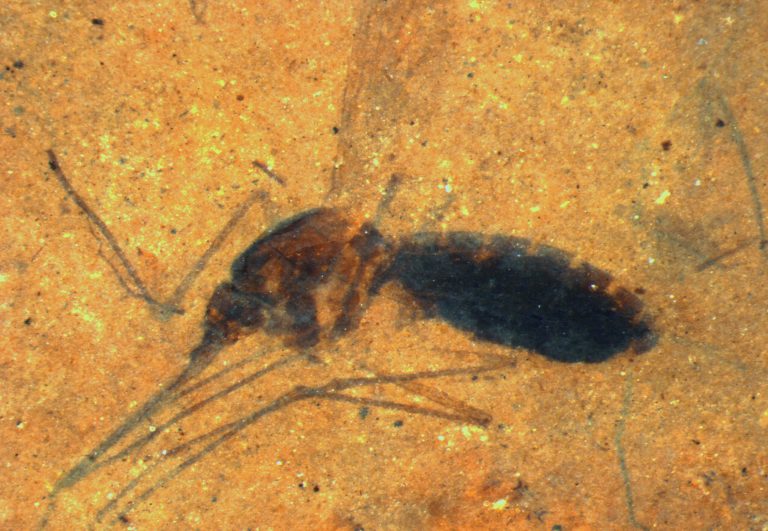 This image provided by the Smithsonian Institution shows a fossilized female mosquito in a paper-thin piece of shale. The 46 million year-old insect drew blood in its last meal, was blown into a lake in what is now northwestern Montana and sank, belly still full. It's a first for biology, a blood meal found intact in a fossil. (AP Photo/Smithsonian Institution, Dale Greenwalt)