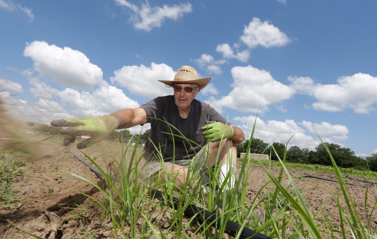 Mike Reitinger pulls weeds from a row of squash growing at the Shiloh Field  community garden in Denton, Texas,  Thursday, May 29, 2014. Unlike most Texas communities that have embraced the lucrative oil and natural gas booms, Denton leaders are considering a petition to ban hydraulic fracturing. Although sitting on top of the Barnett Shale, believed to hold one of the largest natural gas reserves in the U.S., Denton would rather be known for having the largest community garden in the U.S. (AP Photo/LM Otero)