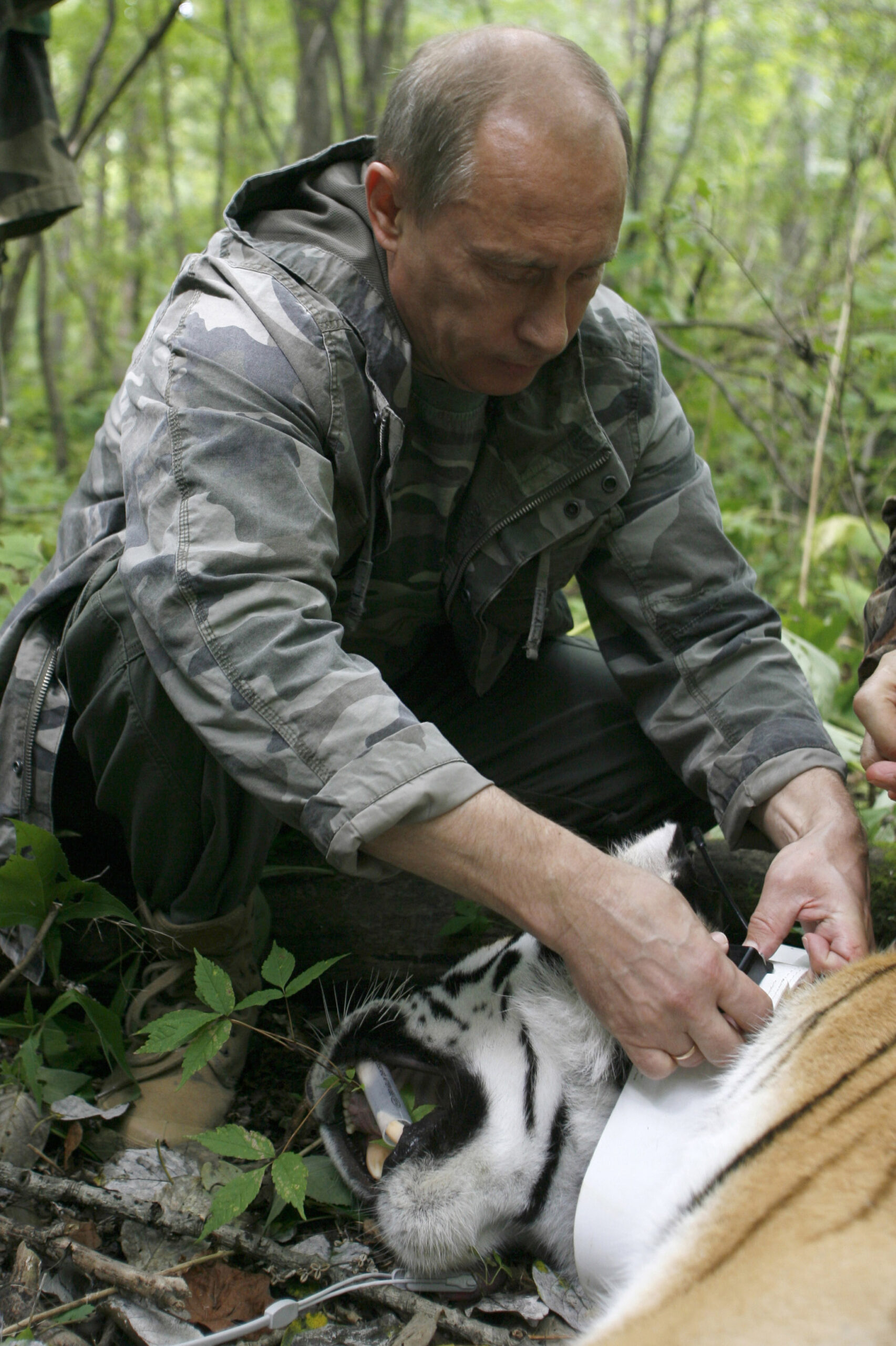 Rare tiger released by Putin strays into China