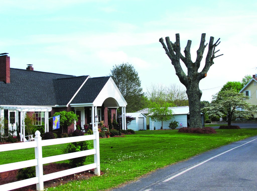 When it comes to topping trees, leaf well enough alone