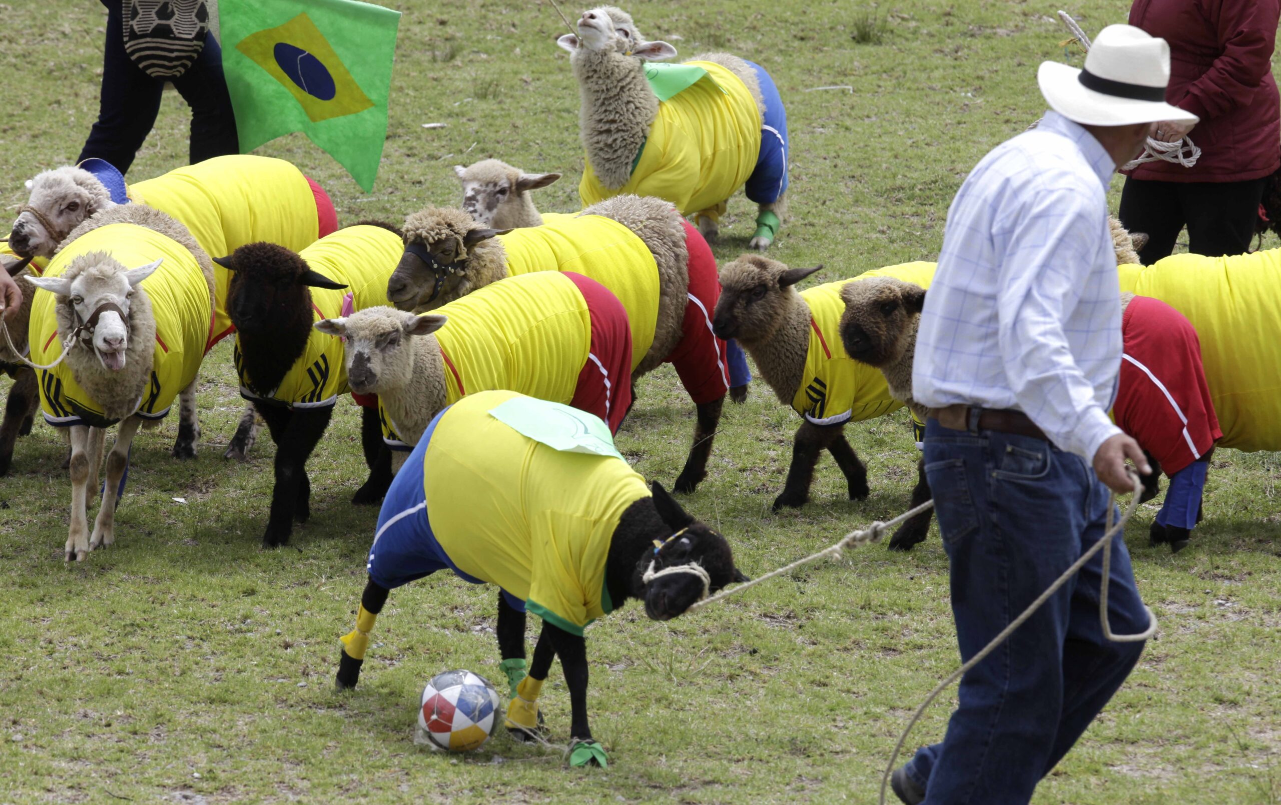 Soccer-playing sheep in Colombia honor World Cup