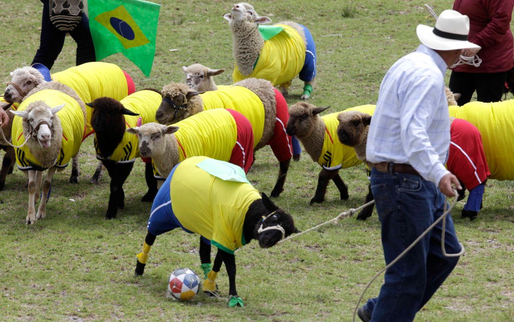 Soccer-playing sheep in Colombia honor World Cup