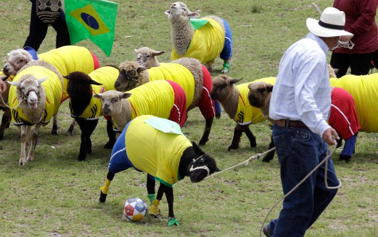 Shepherds herd their sheep, dressed in jerseys of Brazil's and Colombia's soccer team colors, during a sheep soccer match in Nobsa, Colombia, Sunday, June 1, 2014. The match was part of the International Poncho Day, celebrated every year in this region of central Colombian where local craftsmen make sheep wool ponchos using ancestral techniques. (AP Photo/Javier Galeano)