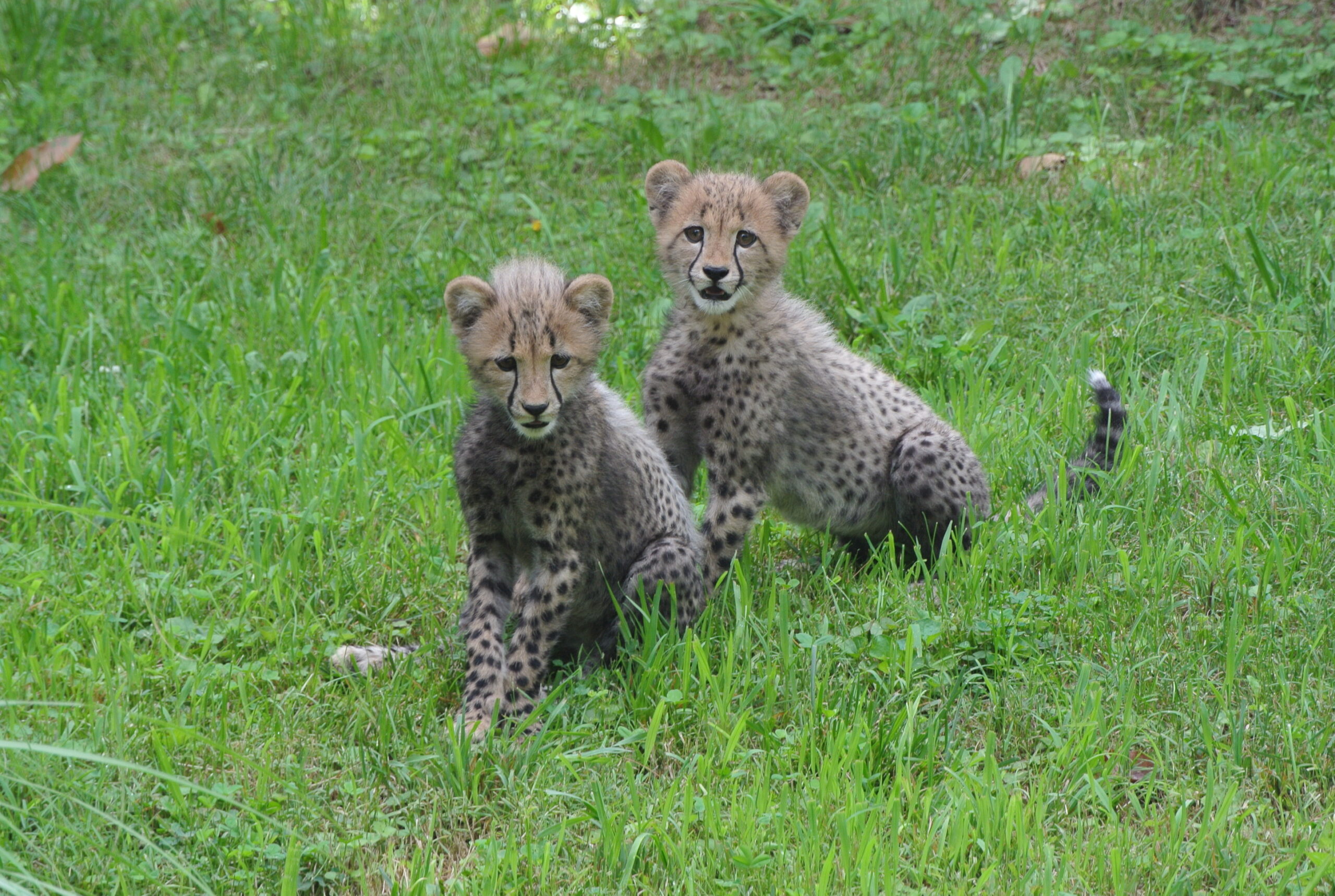 Cheetah cubs hit the yard at National Zoo