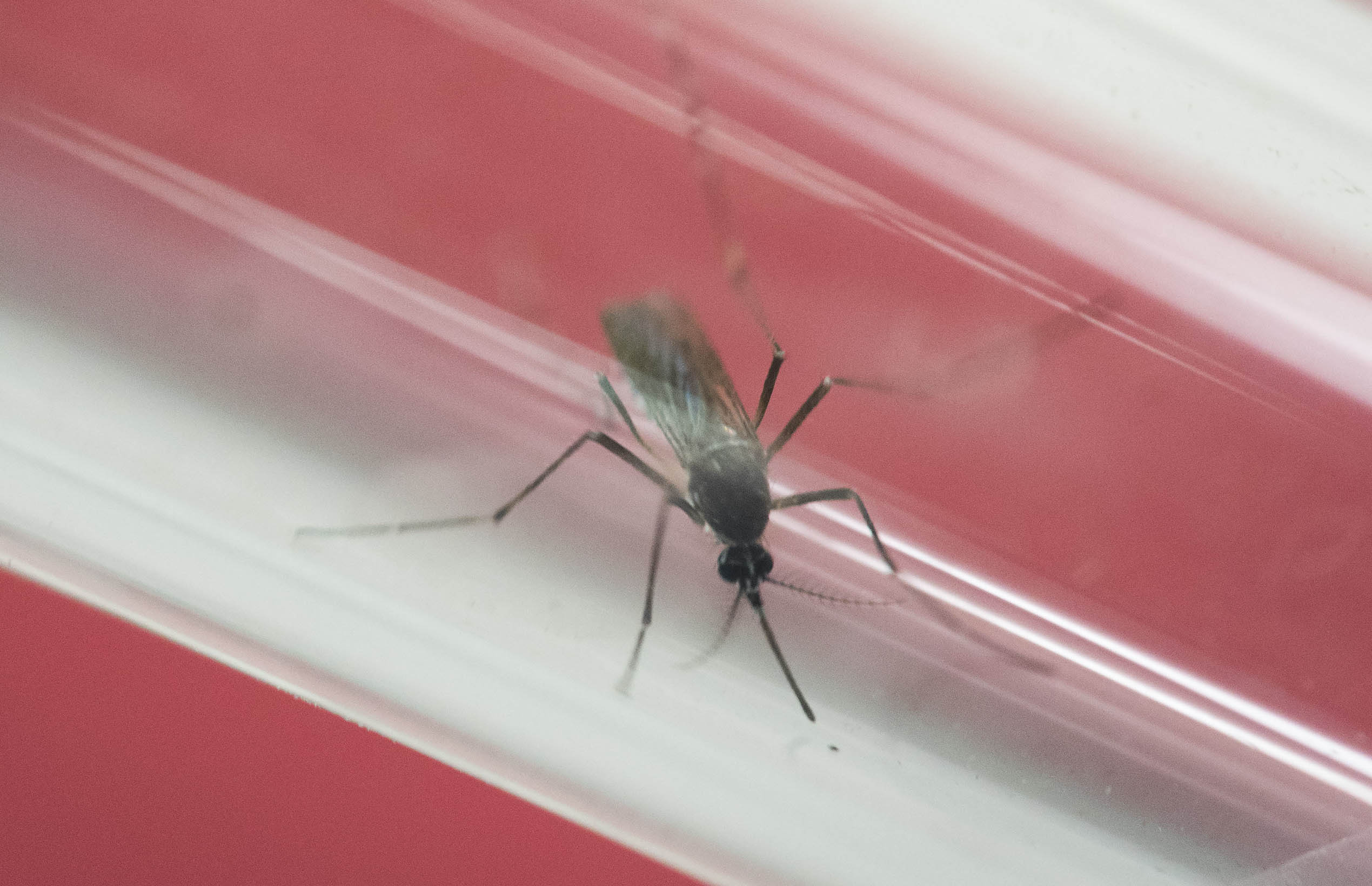 Zika prompts public emergency in Puerto Rico