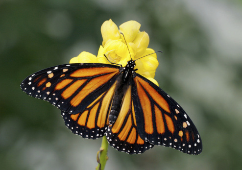 No Keystone XL commitment from North American leaders, but the monarch butterfly will be safe