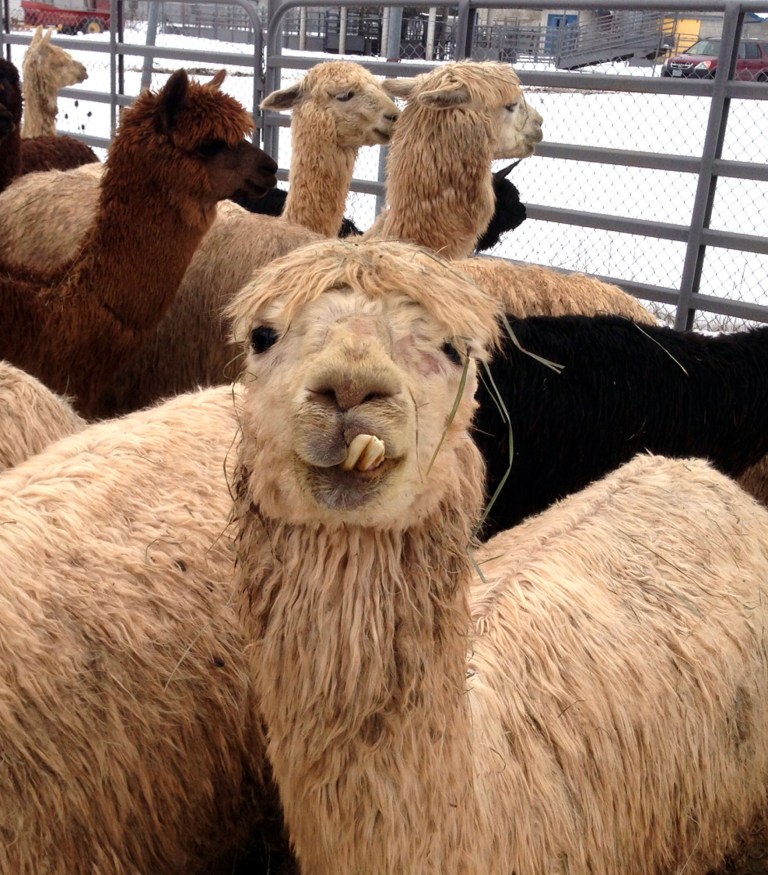 This Feb. 10, 2014 photo provided by Oregon State Unversity shows one of the starving alpacas being cared for at the OSU College of Vetgerinary Medicine in Corvallis., Ore., after being seized by Polk County from an alpaca breeding ranch. The county seized about 175 emaciated alpacas from Robert and Jocelyn Silver of Falls City, Ore. (AP Photo/Oregon State University, Larry Pribyl)
